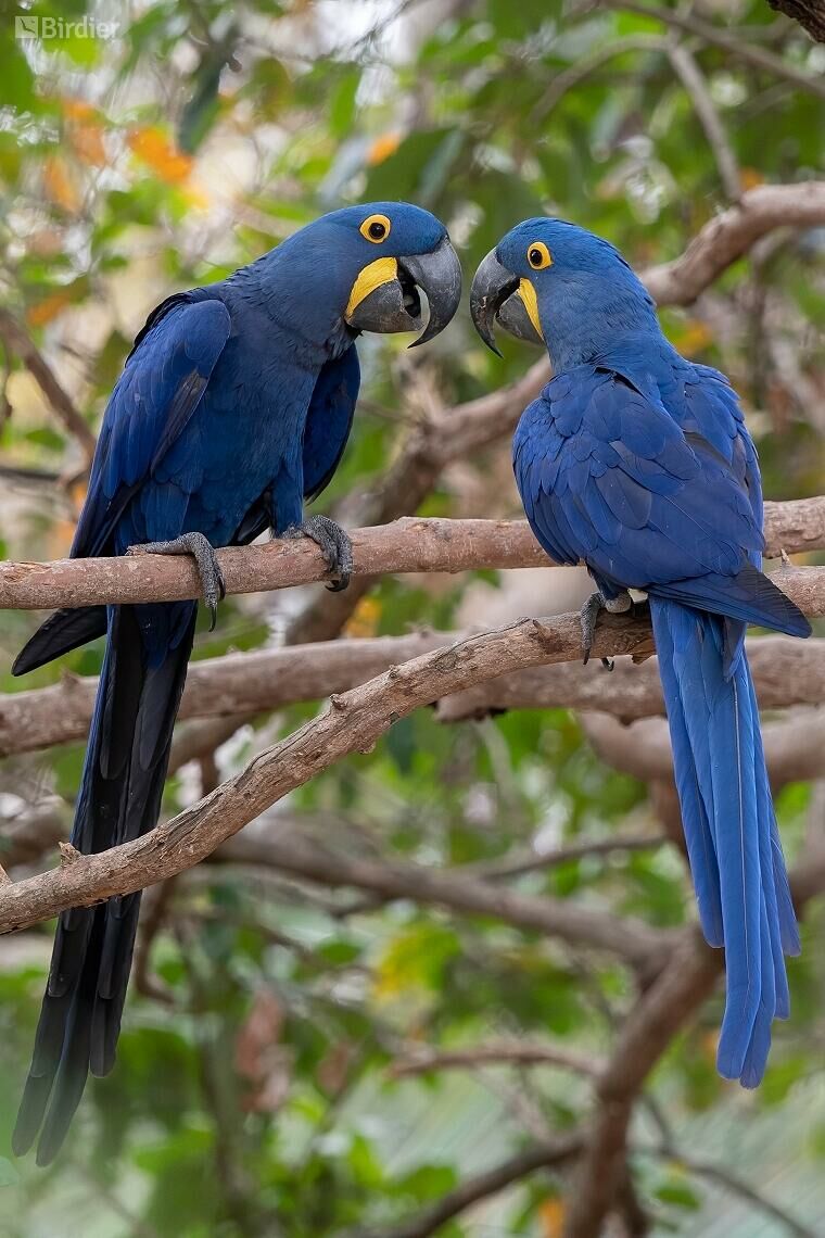 Imagem do Arara Azul